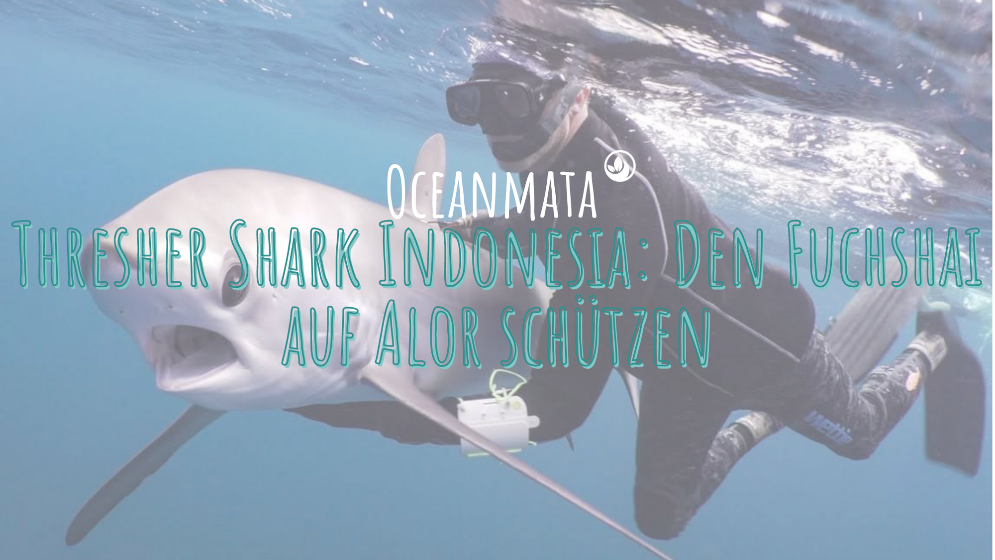 Thresher Shark Indonesia: Den Fuchshai auf Alor schützen