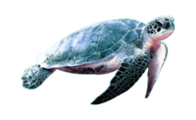 Schwimmende Schildkröte