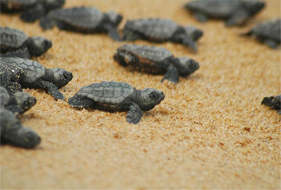 Schildkrötenbabys am Strand